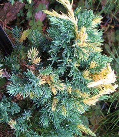 Juniperus squamata 'Golden Flame'